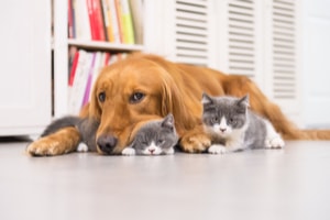 Lombard divorce and pets attorney
